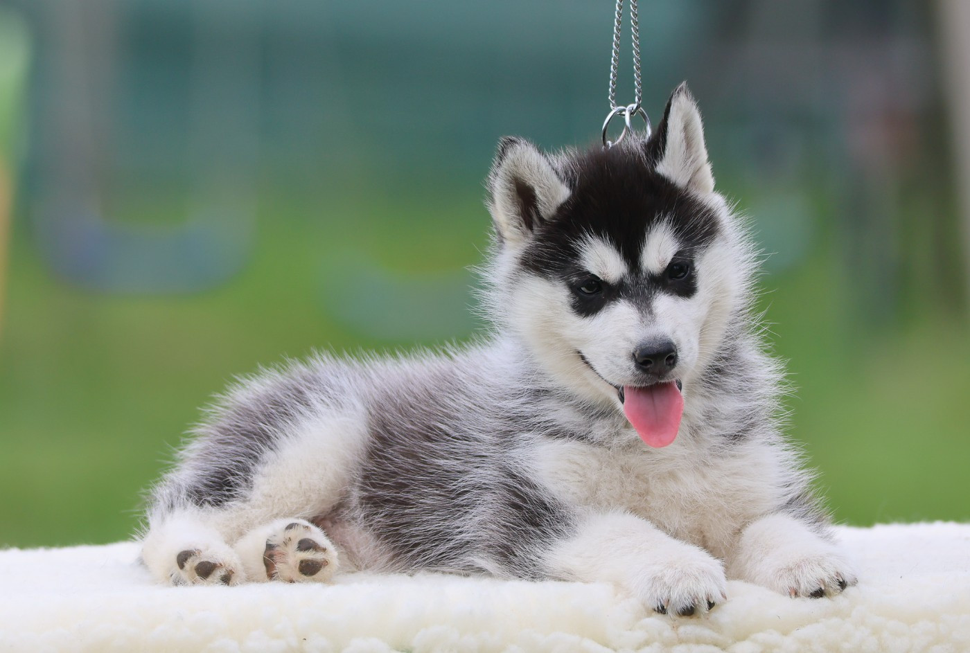 de Daybreak Northern - Chiots disponibles - Siberian Husky