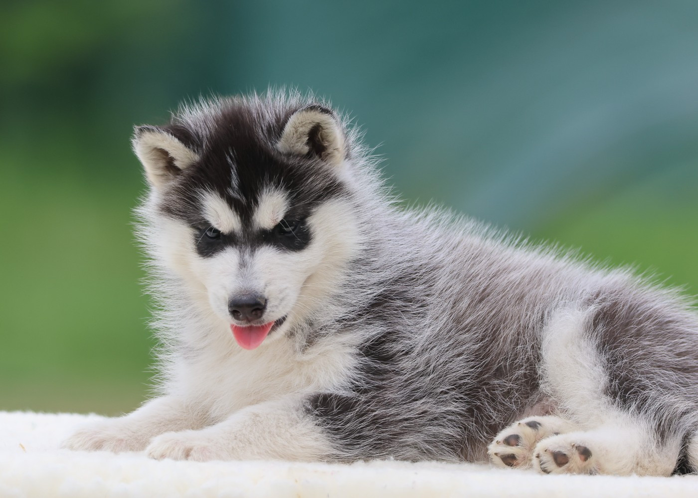 de Daybreak Northern - Chiots disponibles - Siberian Husky