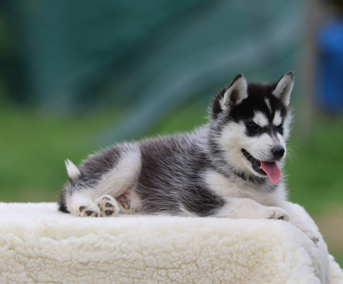 de Daybreak Northern - Chiots disponibles - Siberian Husky