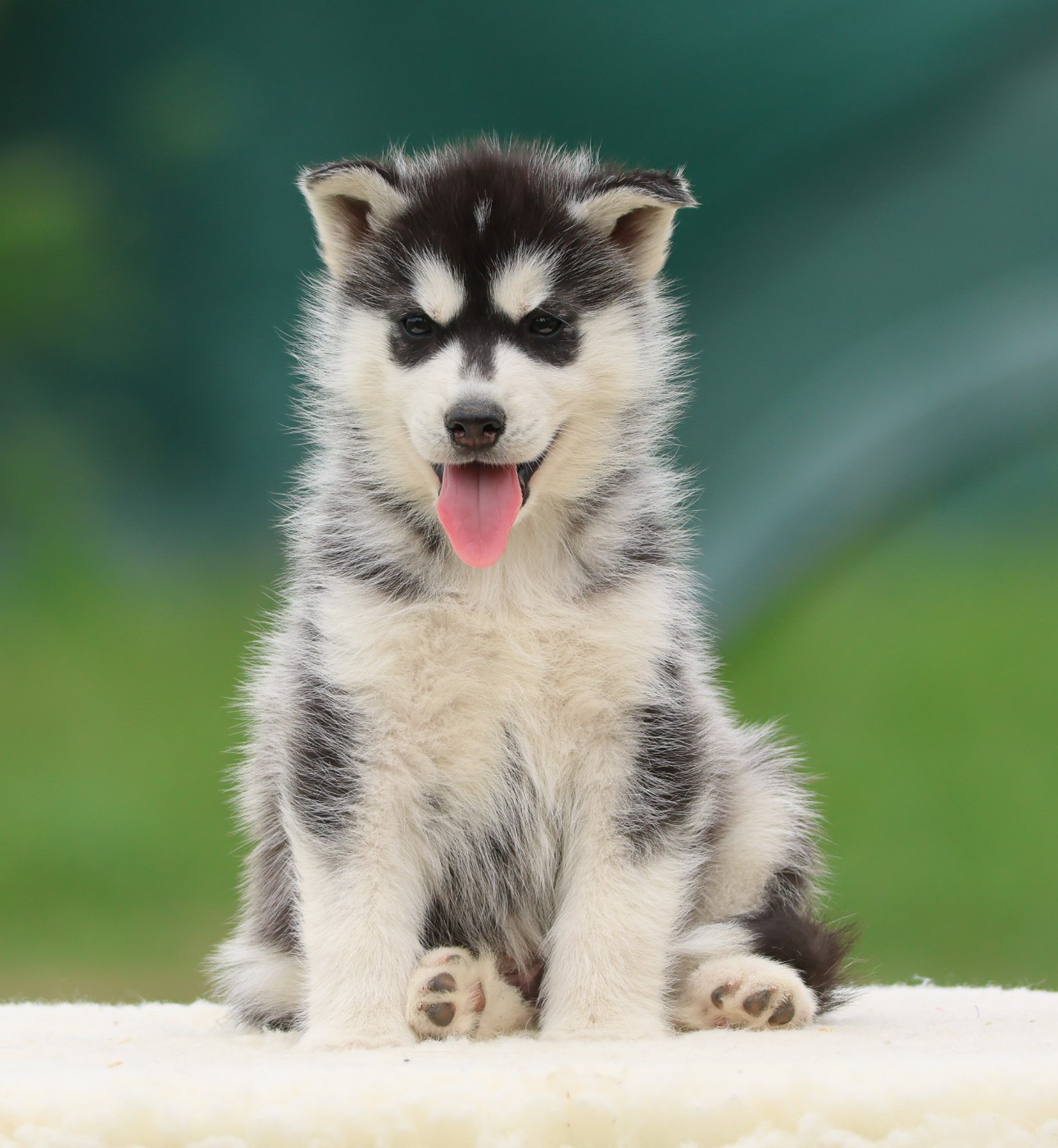 de Daybreak Northern - Chiots disponibles - Siberian Husky
