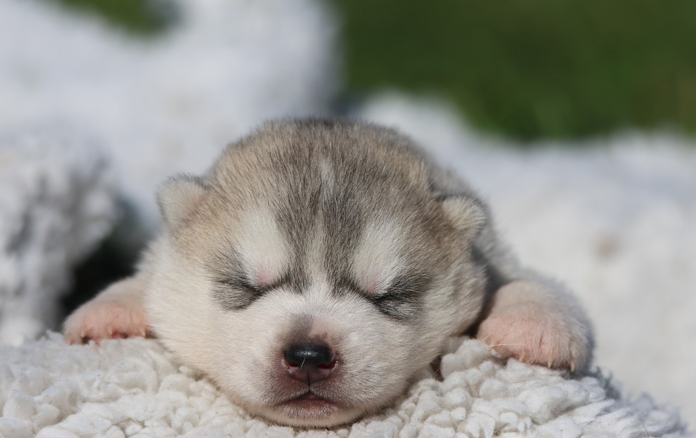 Chiot Siberian Husky de Daybreak Northern