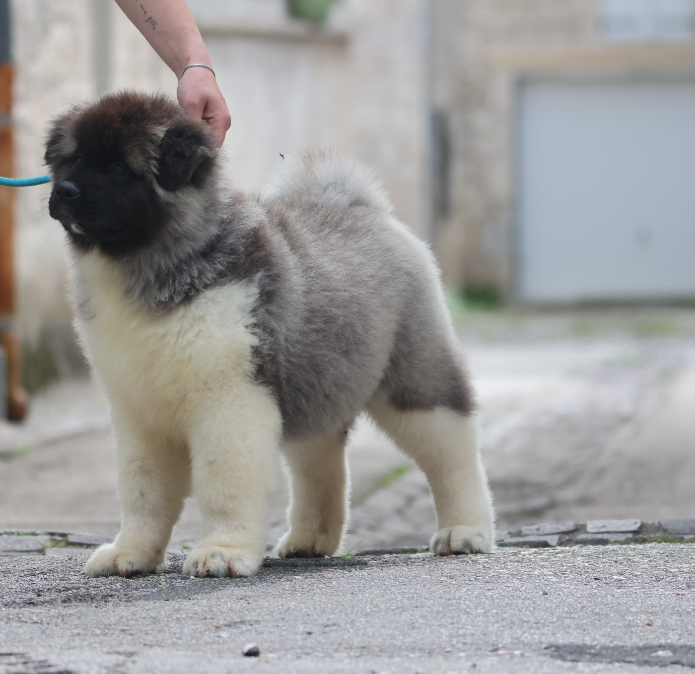 de Daybreak Northern - Chiots disponibles - Akita americain