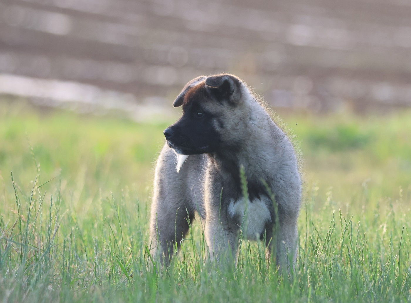 de Daybreak Northern - Chiots disponibles - Akita americain