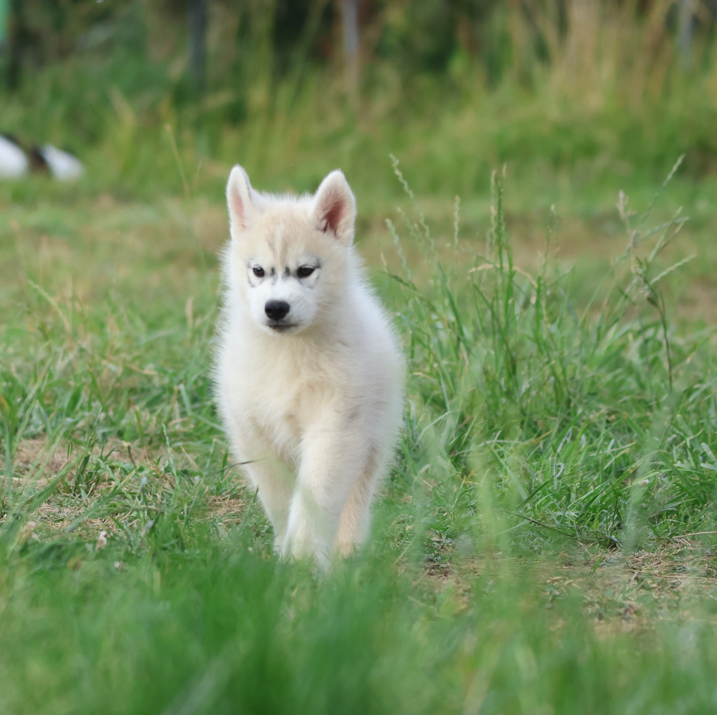 de Daybreak Northern - Chiots disponibles - Siberian Husky
