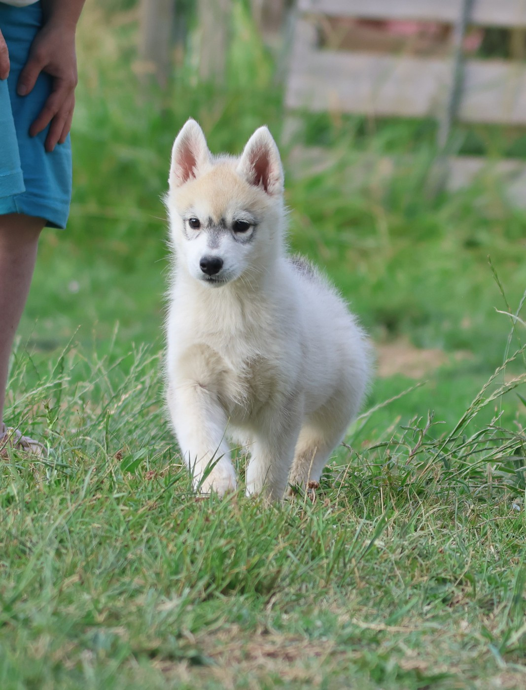 de Daybreak Northern - Chiots disponibles - Siberian Husky