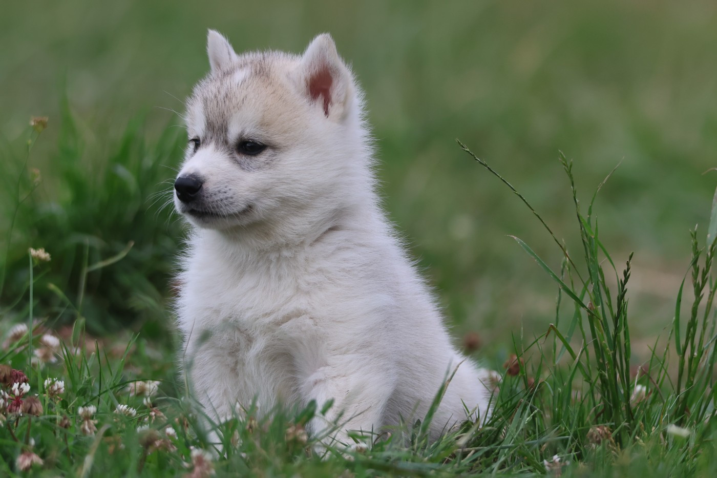 de Daybreak Northern - Chiots disponibles - Siberian Husky