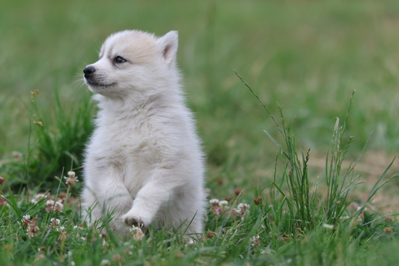de Daybreak Northern - Chiots disponibles - Siberian Husky