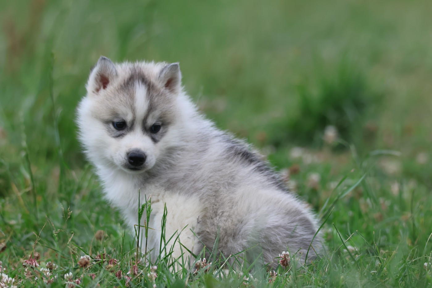 de Daybreak Northern - Chiots disponibles - Siberian Husky