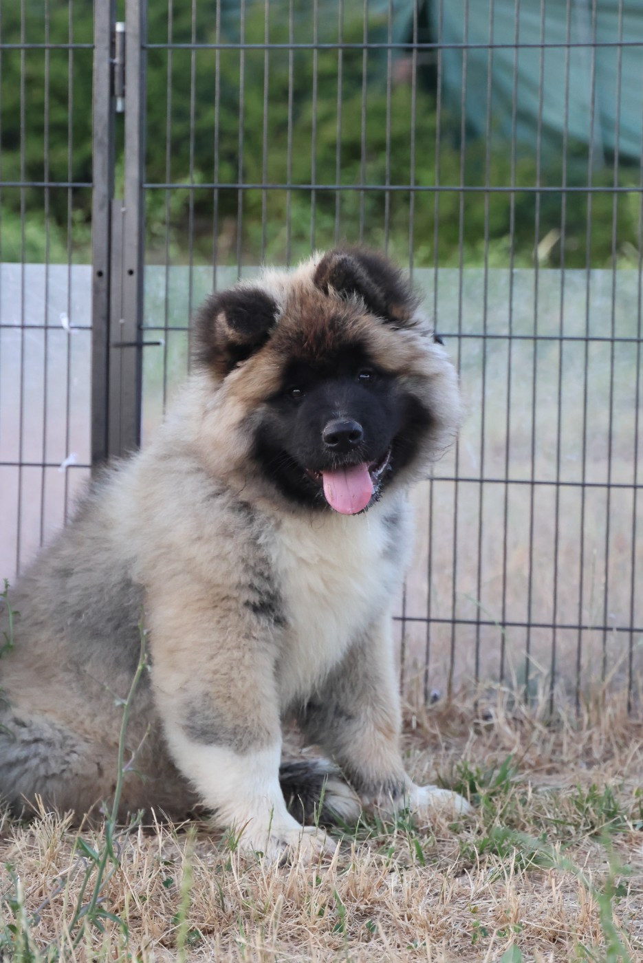 de Daybreak Northern - Chiots disponibles - Akita americain