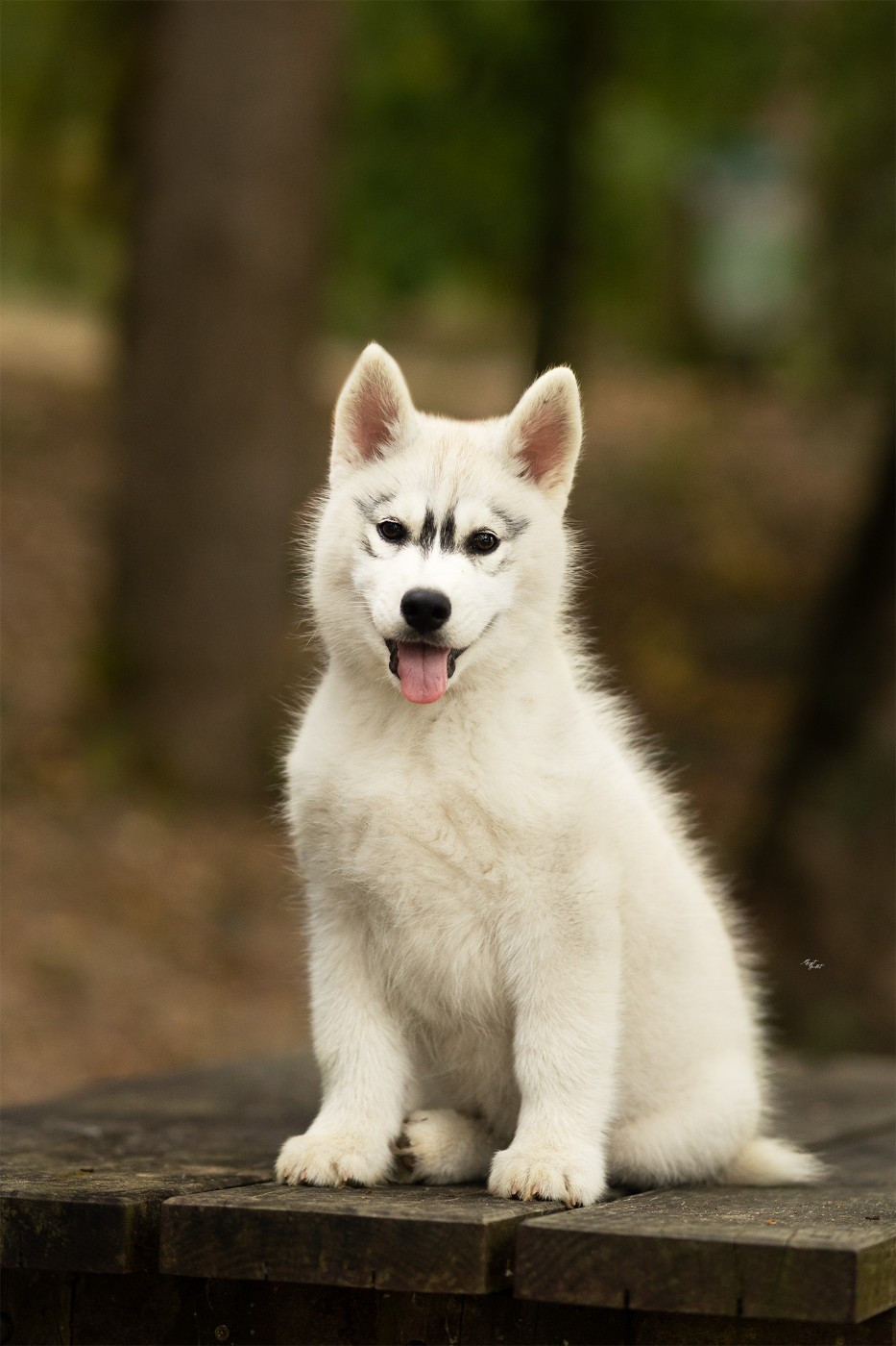 de Daybreak Northern - Chiots disponibles - Siberian Husky