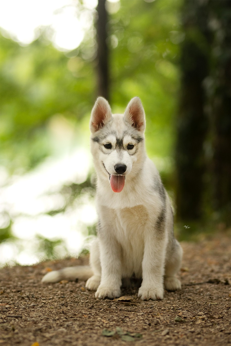 de Daybreak Northern - Chiots disponibles - Siberian Husky