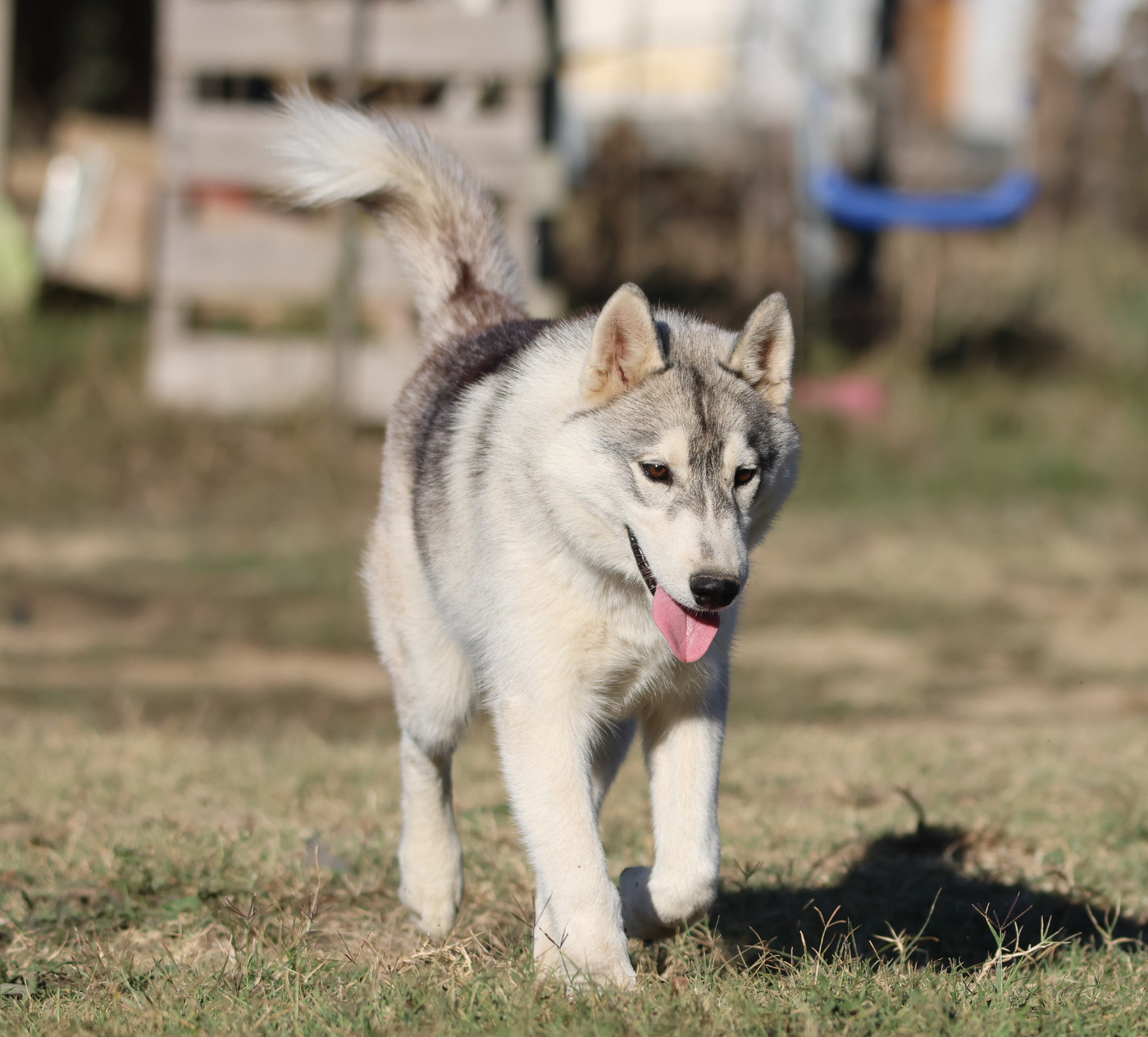de Daybreak Northern - Chiots disponibles - Siberian Husky