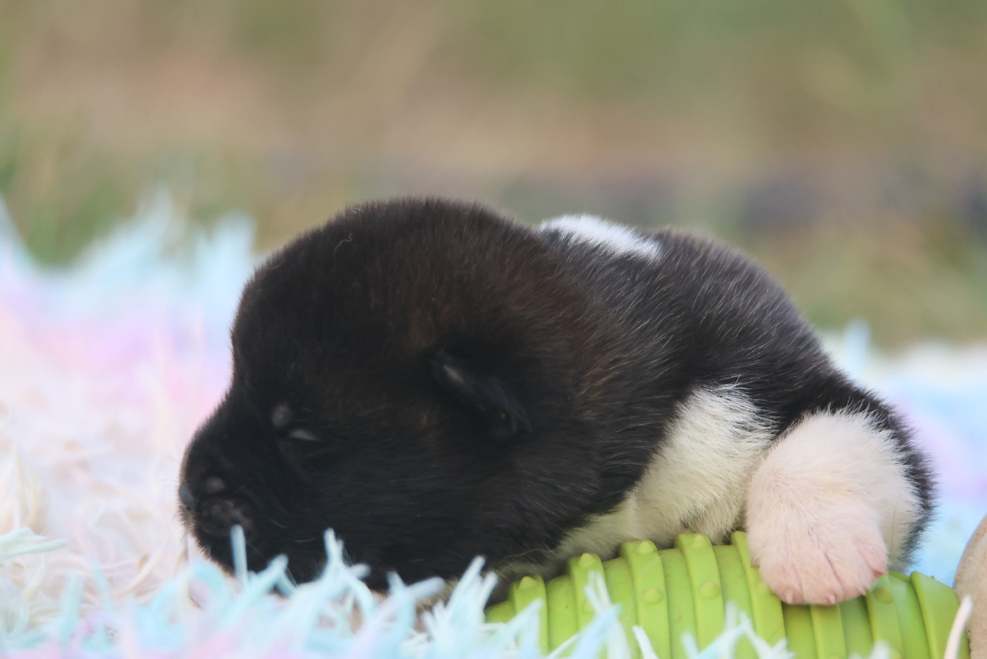 de Daybreak Northern - Chiots disponibles - Akita americain