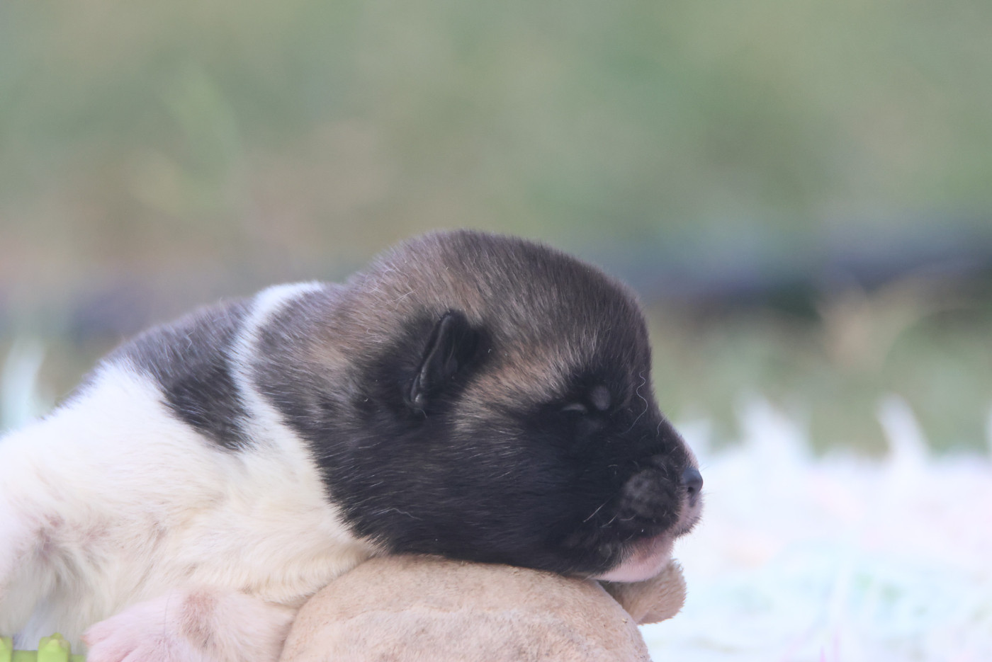 de Daybreak Northern - Chiots disponibles - Akita americain