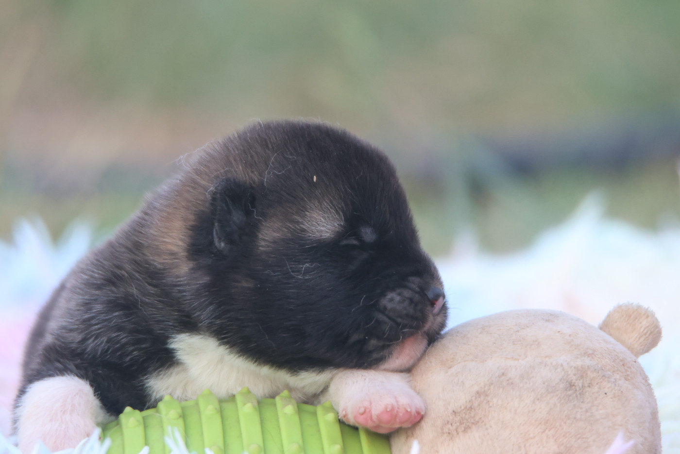 de Daybreak Northern - Chiots disponibles - Akita americain