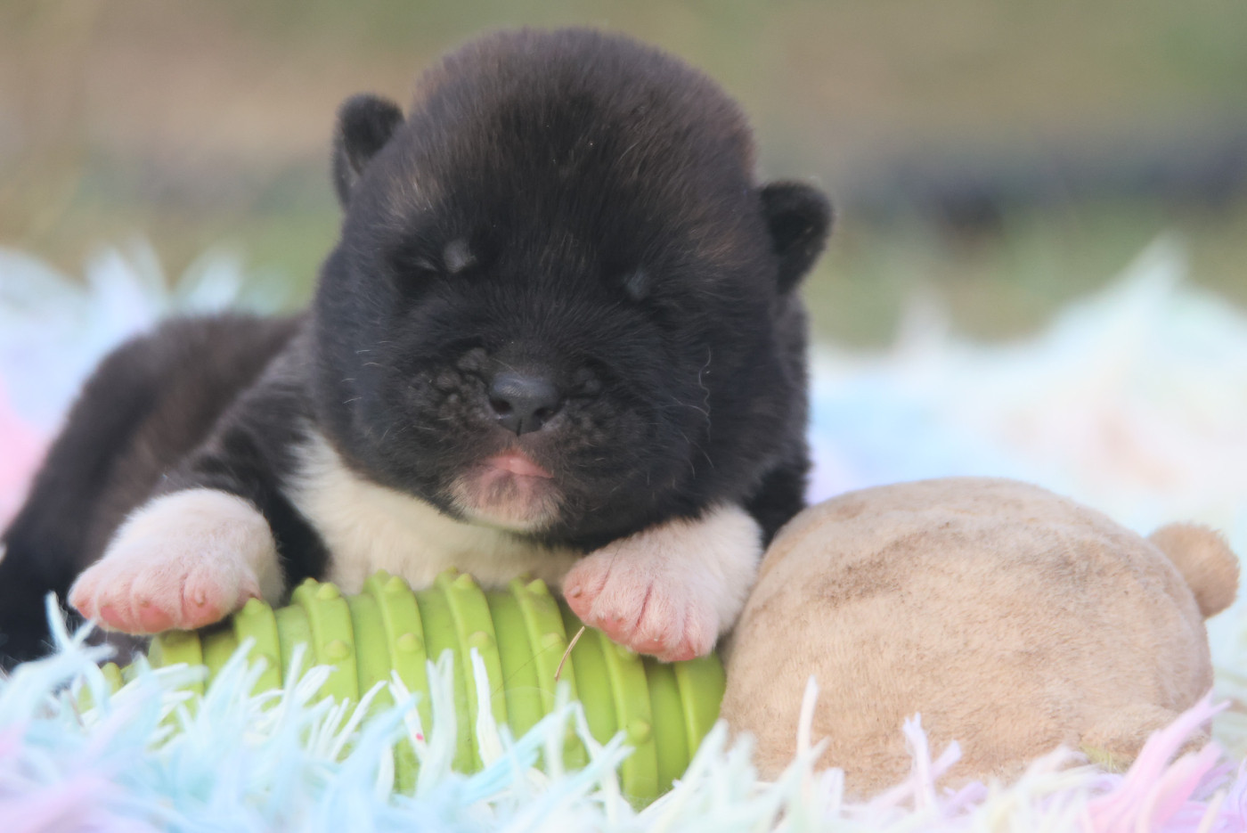 de Daybreak Northern - Chiots disponibles - Akita americain
