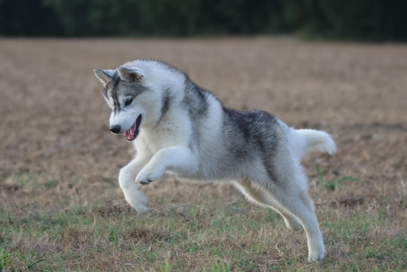 de Daybreak Northern - Chiots disponibles - Siberian Husky