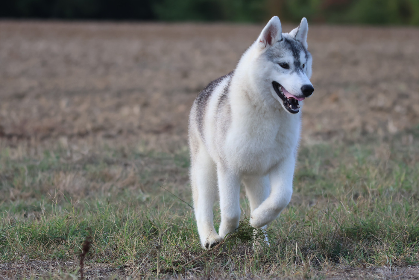 de Daybreak Northern - Chiots disponibles - Siberian Husky