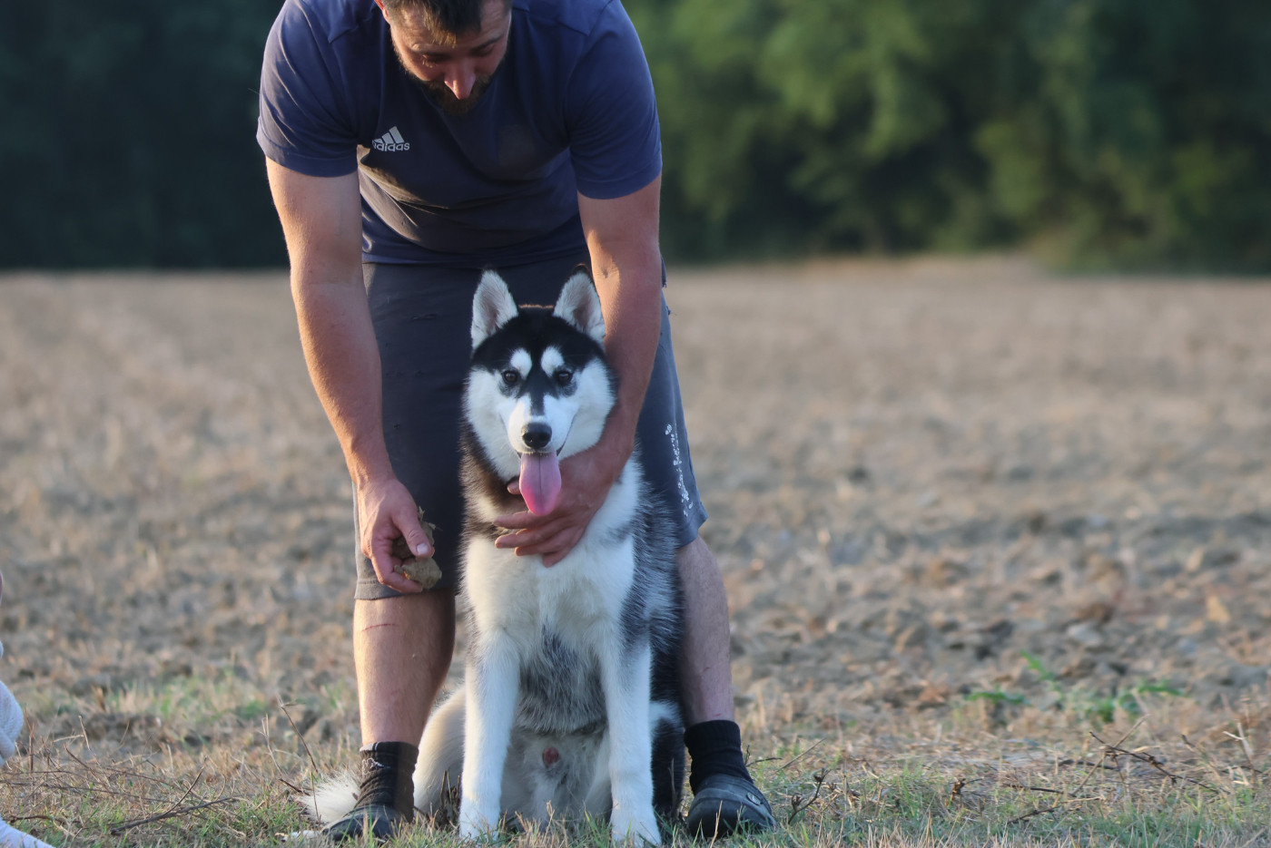 de Daybreak Northern - Chiots disponibles - Siberian Husky