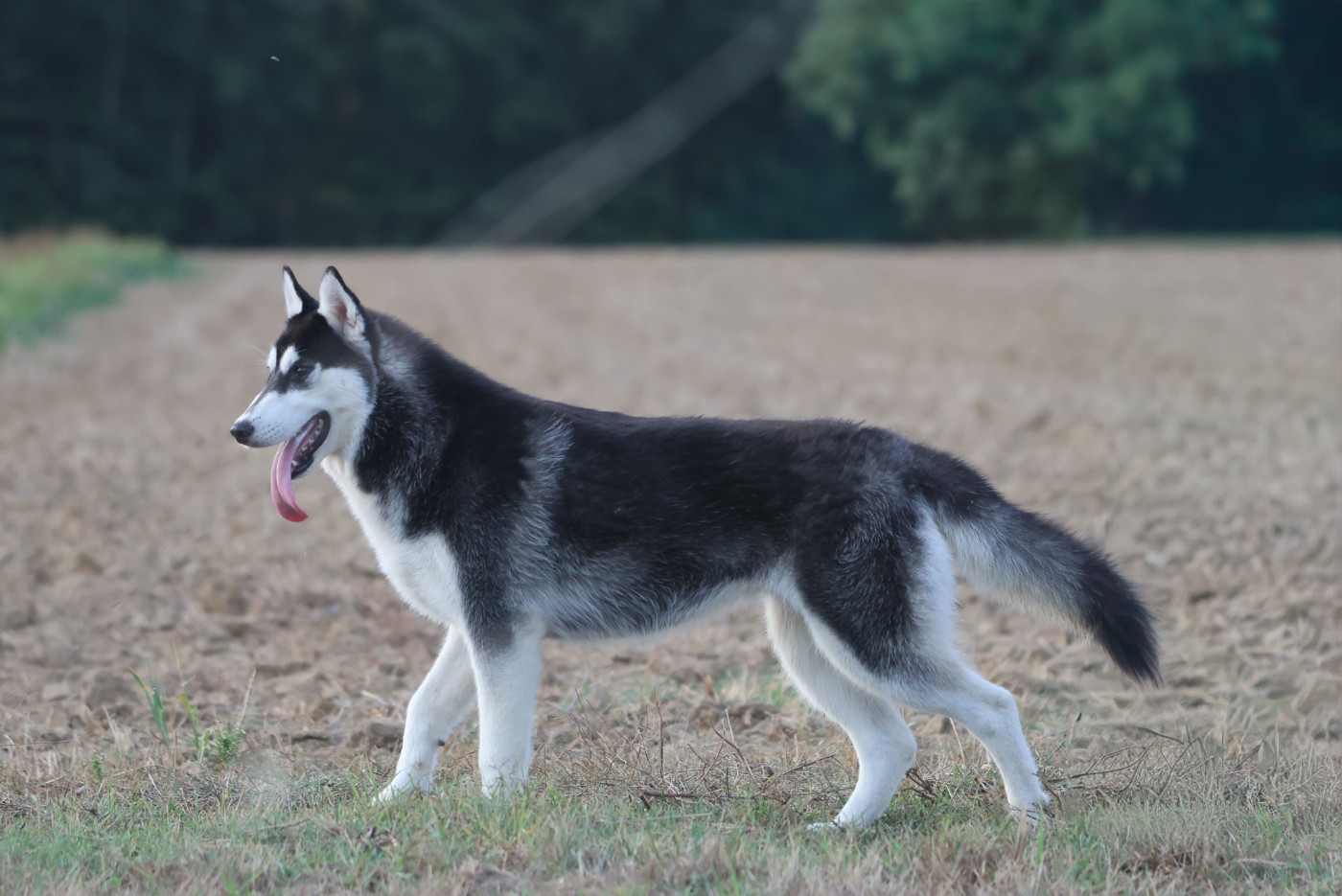 de Daybreak Northern - Chiots disponibles - Siberian Husky