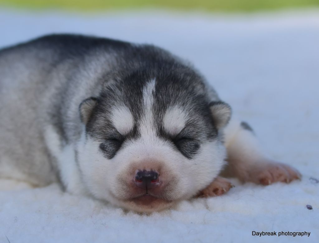 de Daybreak Northern - Chiots disponibles - Siberian Husky