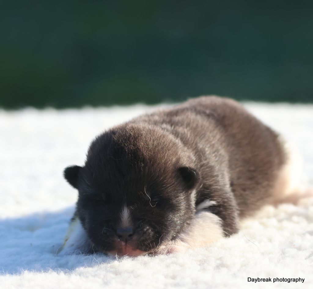 de Daybreak Northern - Chiots disponibles - Akita americain