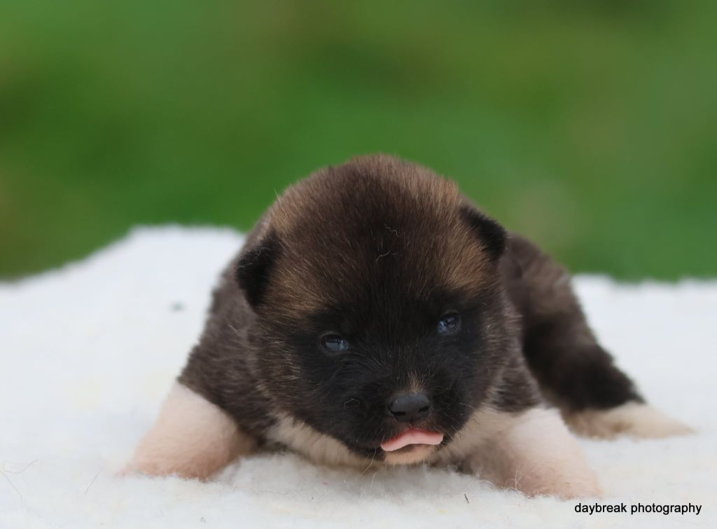de Daybreak Northern - Chiots disponibles - Akita americain