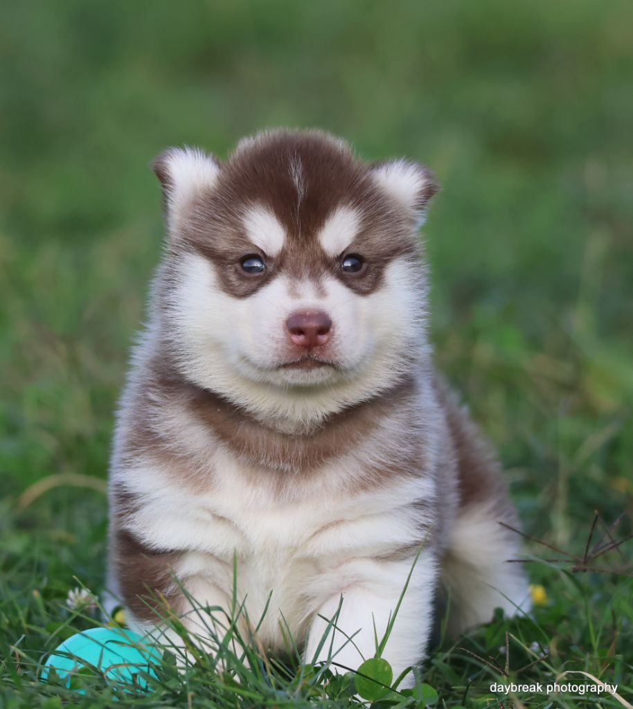 de Daybreak Northern - Chiots disponibles - Siberian Husky