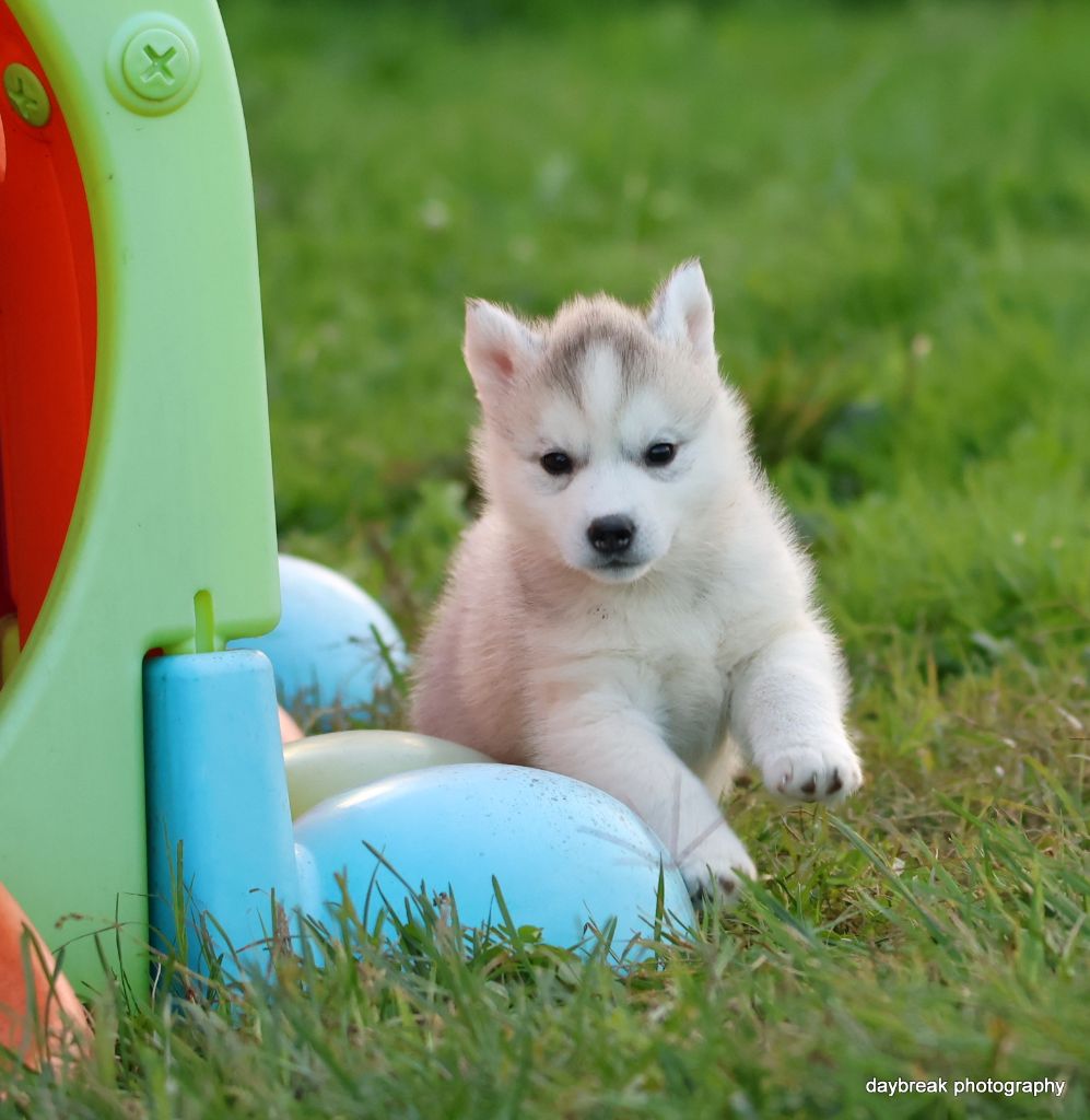 de Daybreak Northern - Chiots disponibles - Siberian Husky