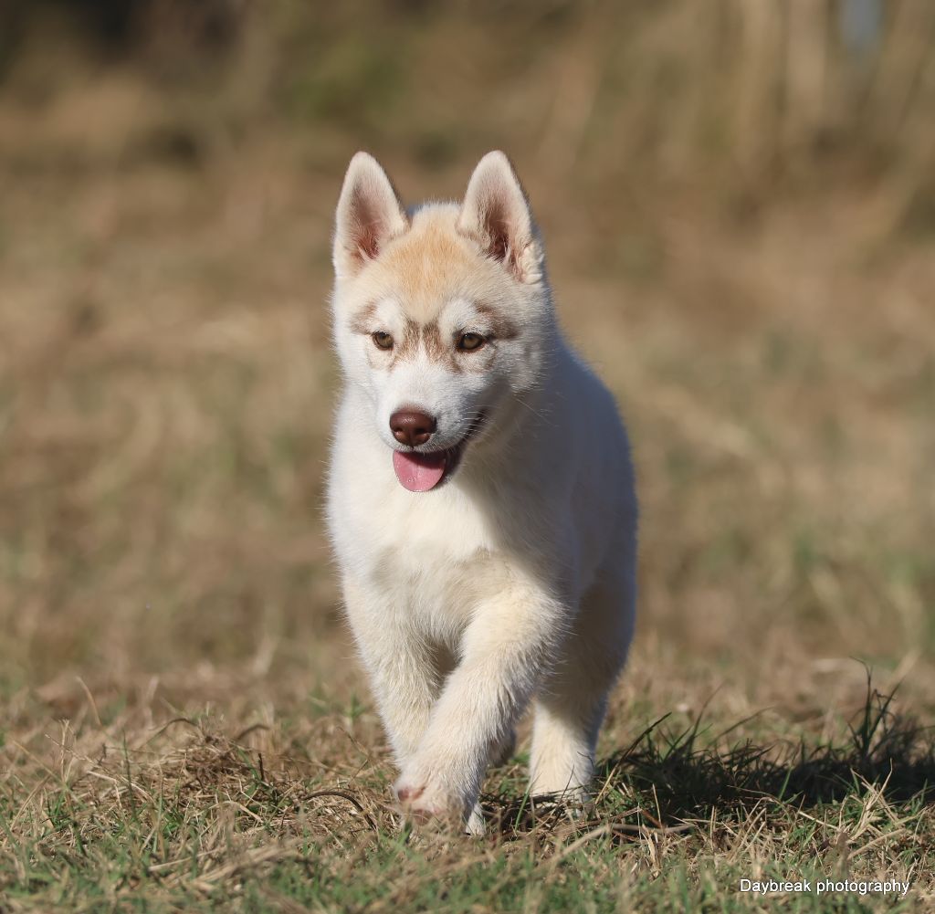 de Daybreak Northern - Chiots disponibles - Siberian Husky