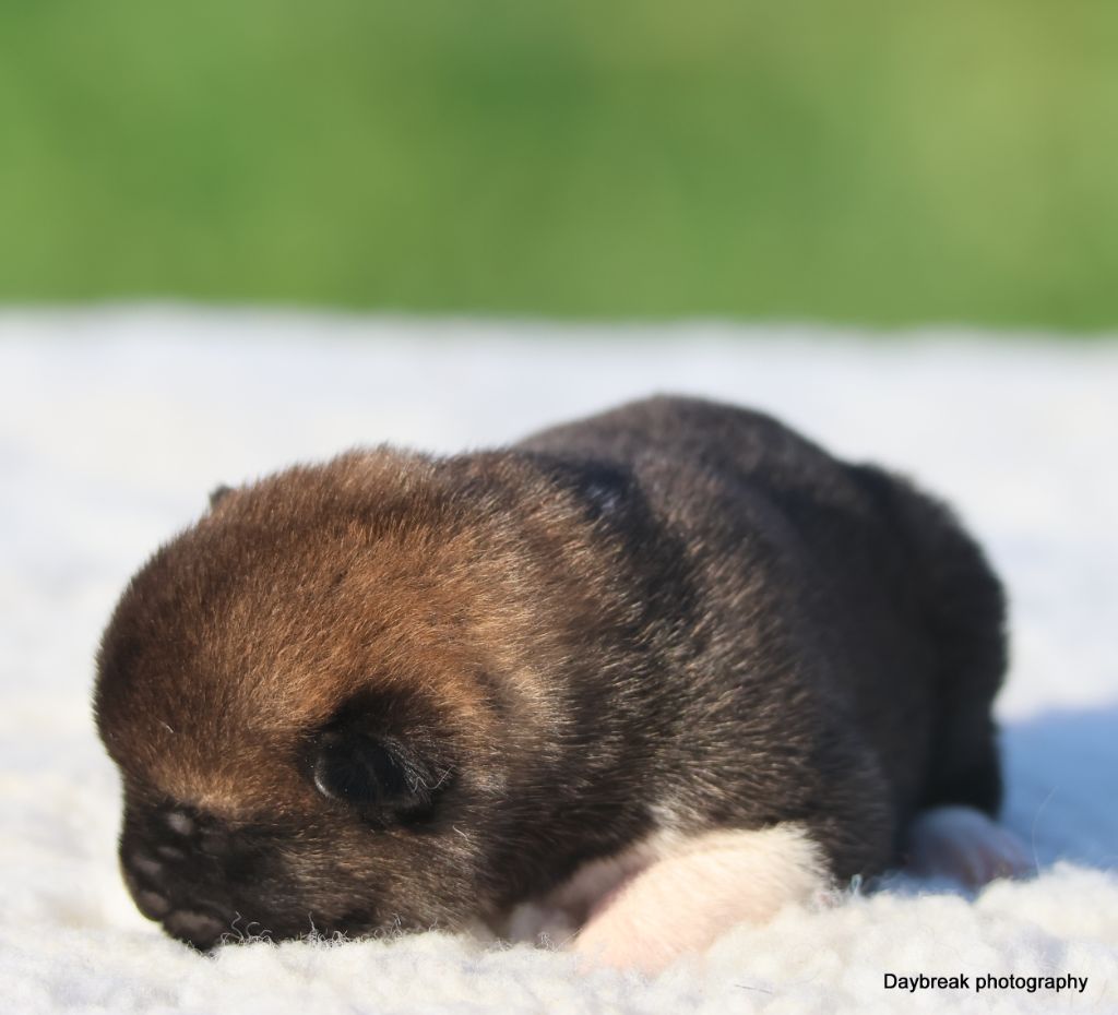 de Daybreak Northern - Chiots disponibles - Akita americain