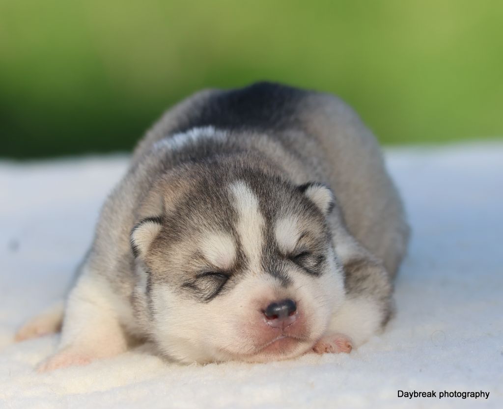 de Daybreak Northern - Chiots disponibles - Siberian Husky