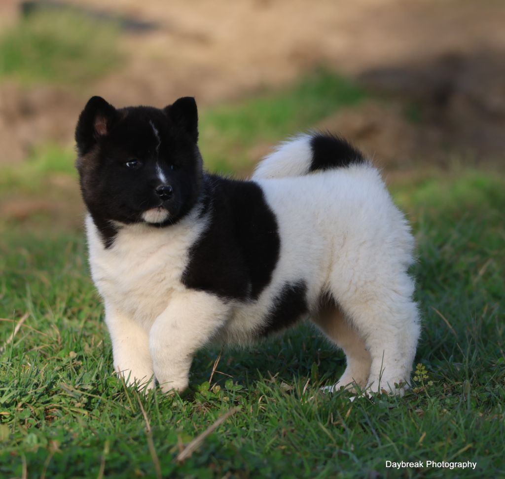 de Daybreak Northern - Chiots disponibles - Akita americain