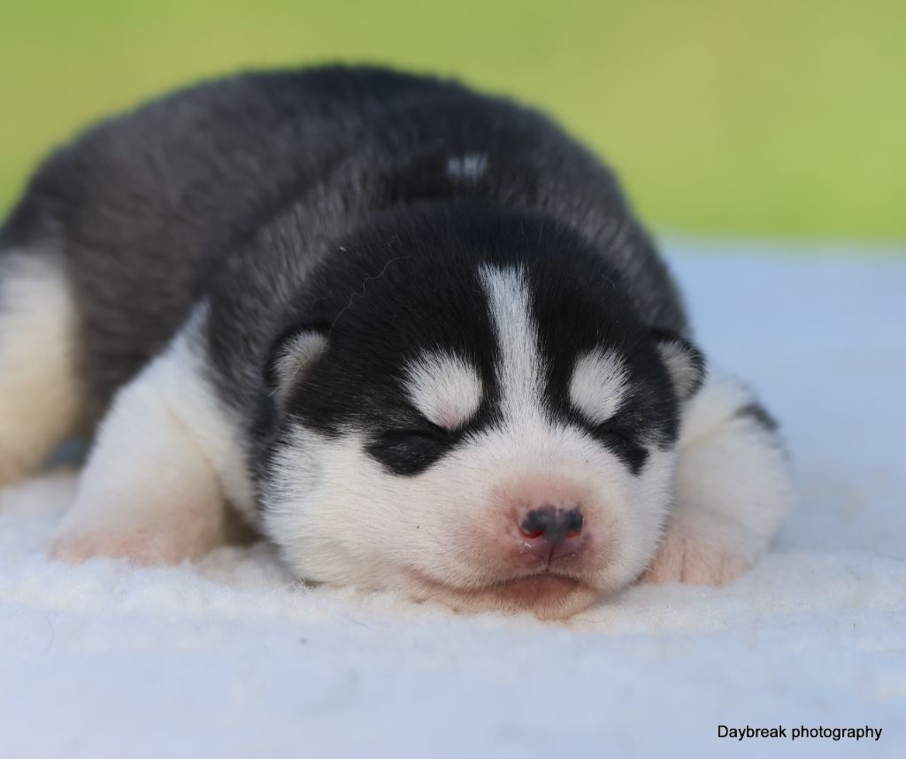 de Daybreak Northern - Chiots disponibles - Siberian Husky