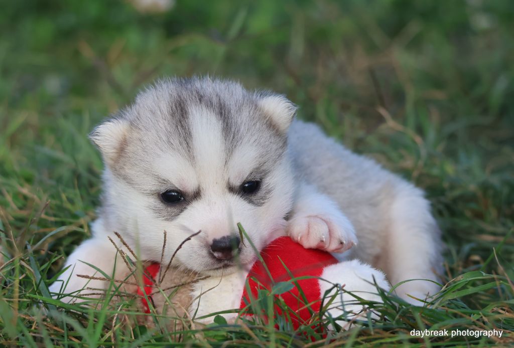 de Daybreak Northern - Chiots disponibles - Siberian Husky