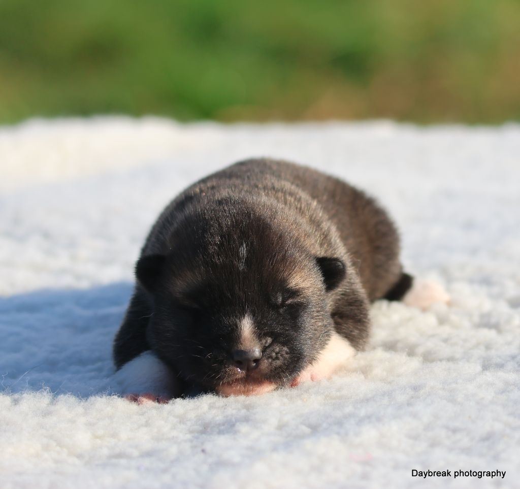de Daybreak Northern - Chiots disponibles - Akita americain