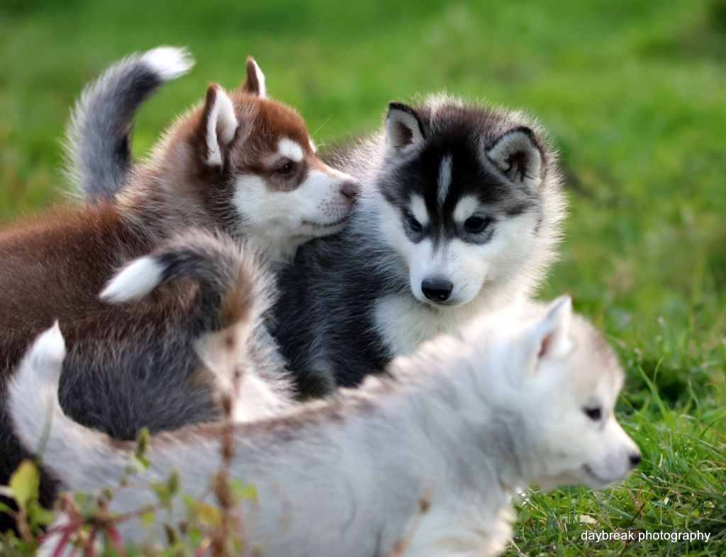 de Daybreak Northern - Siberian Husky - Portée née le 23/09/2025