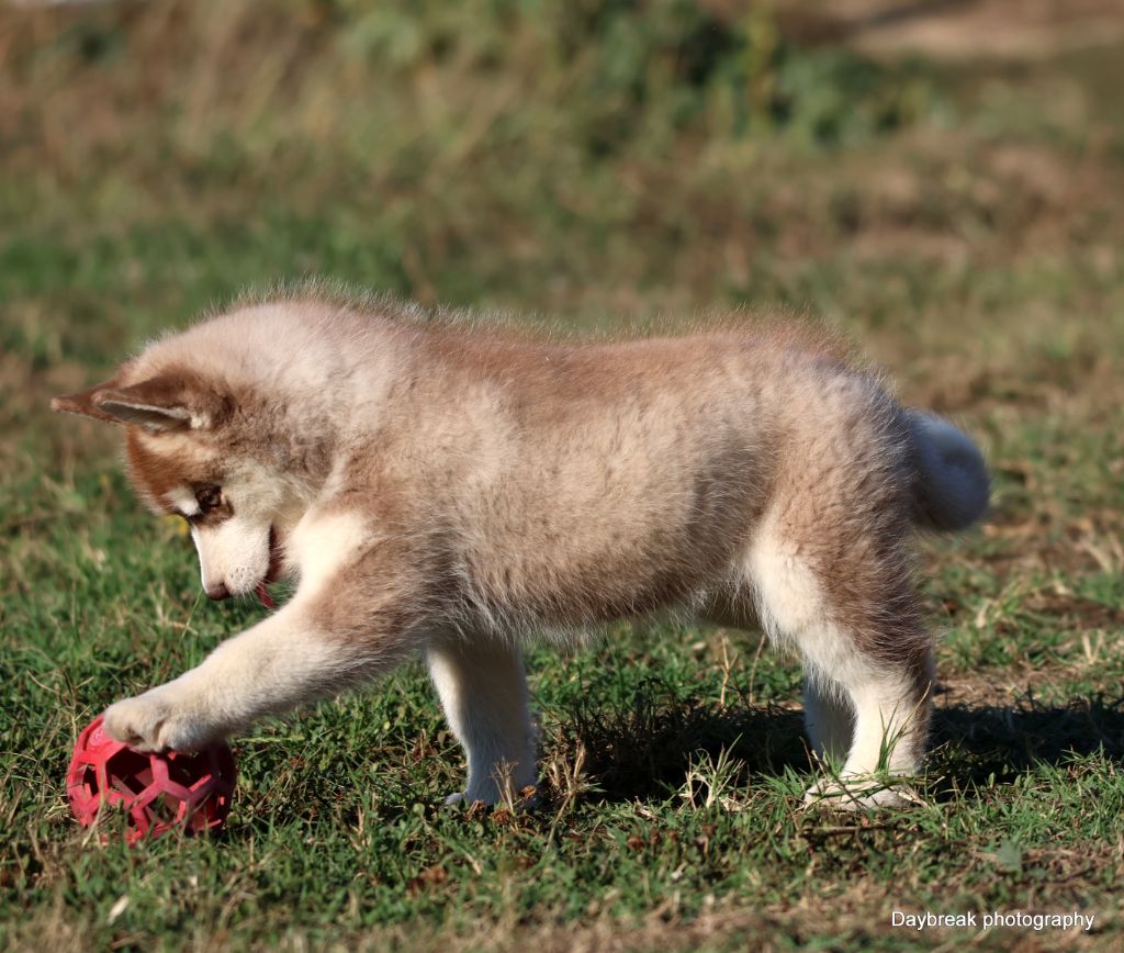 Chiot Siberian Husky de Daybreak Northern