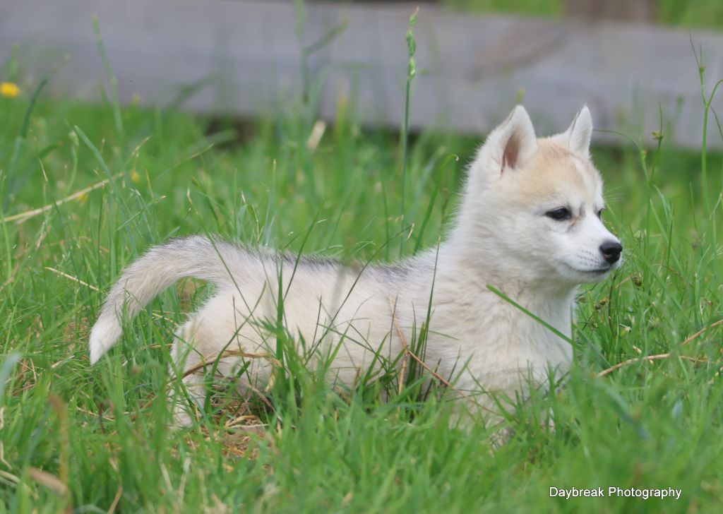 de Daybreak Northern - Chiots disponibles - Siberian Husky