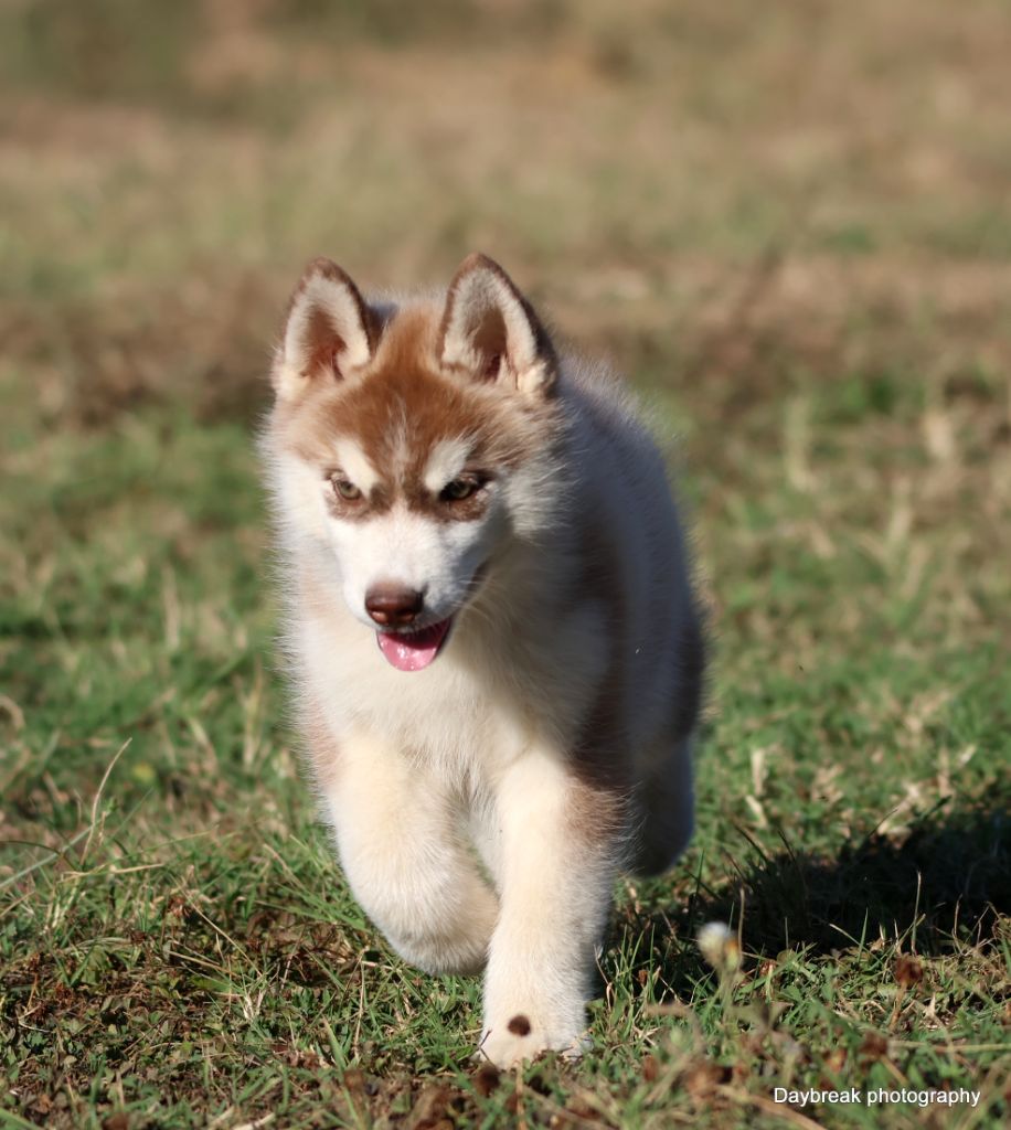 de Daybreak Northern - Chiots disponibles - Siberian Husky
