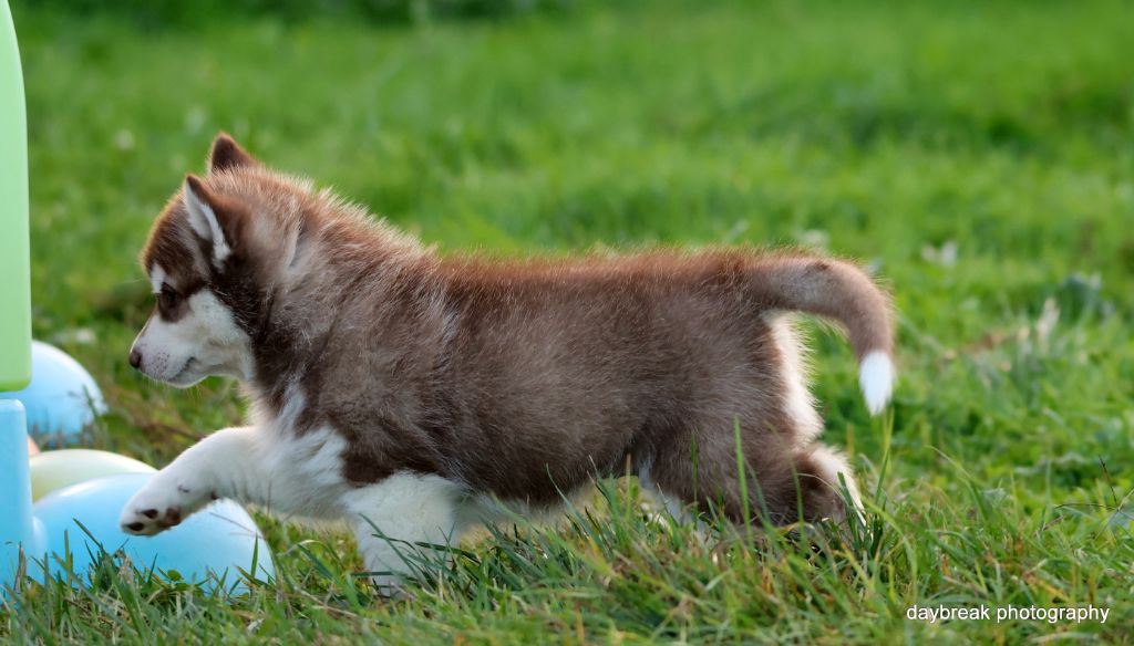 de Daybreak Northern - Chiots disponibles - Siberian Husky
