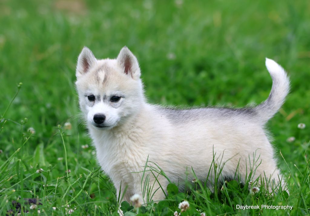 de Daybreak Northern - Chiots disponibles - Siberian Husky