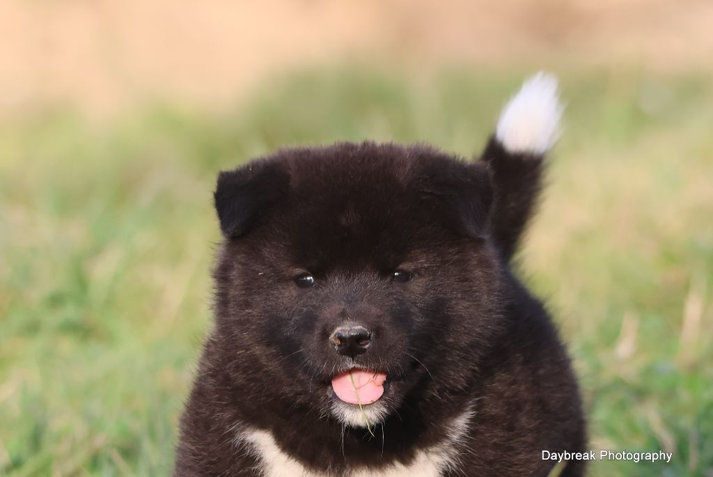 de Daybreak Northern - Chiots disponibles - Akita americain