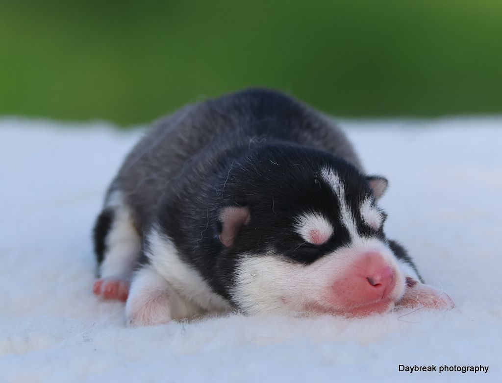de Daybreak Northern - Chiots disponibles - Siberian Husky