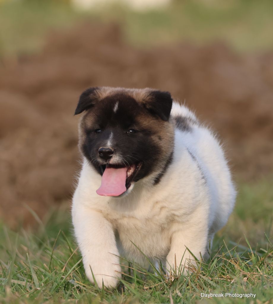 de Daybreak Northern - Chiots disponibles - Akita americain