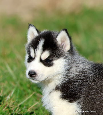 CHIOT 2