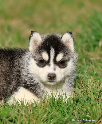 CHIOT 1