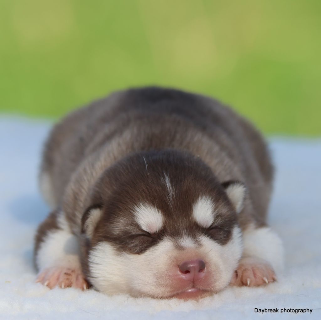 de Daybreak Northern - Chiots disponibles - Siberian Husky