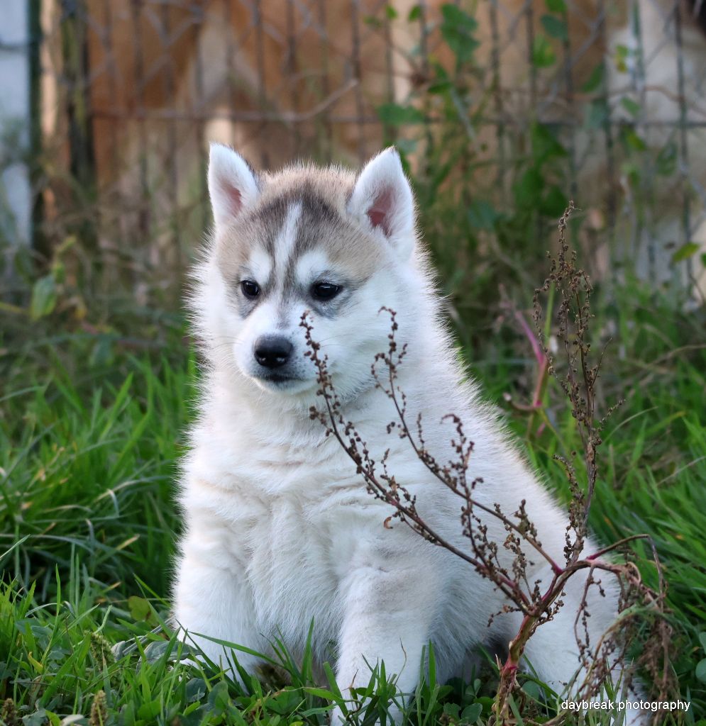 de Daybreak Northern - Chiots disponibles - Siberian Husky