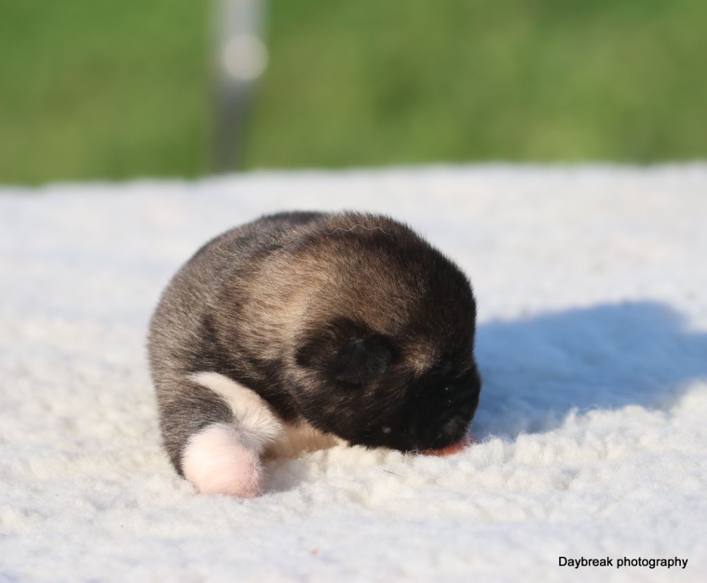 de Daybreak Northern - Chiots disponibles - Akita americain